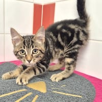 EUGENE (réservé), chat à adopter