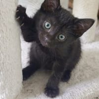 BELLA, chatte à adopter