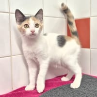 BIANCA (réservée), chatte à adopter
