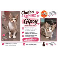 Gipsy (Réservée), chatte à adopter