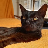 Bilinga, chatte à adopter