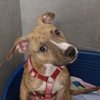 BOOGIE VAA, chien à adopter