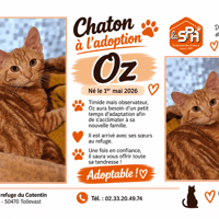 OZ ( Réservé), chat à adopter