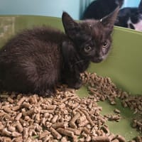 Riorson, chat à adopter