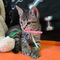 TIGROU, chat à adopter
