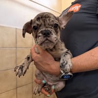 ZAZIE, chienne à adopter