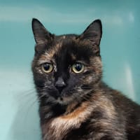 Ayko, chatte à adopter