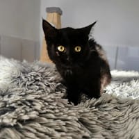 Delice, chatte à adopter