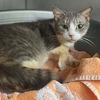 YUNA, chatte à adopter