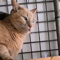 Biscuit [FIV+], chat à adopter