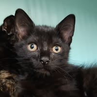 Adoro, chat à adopter