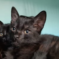 Anzar, chat à adopter