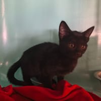 Saeris, chatte à adopter