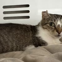 cracotte, chatte à adopter