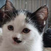 Berline, chatte à adopter