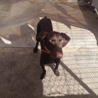 ARISTO, chien à adopter