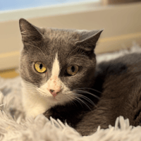 BERENIS (RESERVEE) A17555, chatte à adopter