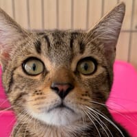ALAN, chat à adopter
