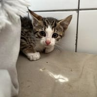 KING, chat à adopter