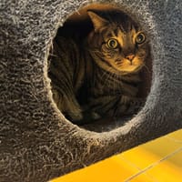 Lucifer dit Trotti A17558, chat à adopter