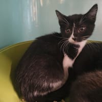 Nesta, chatte à adopter