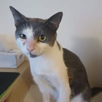 AUBURN, chat à adopter