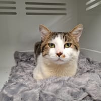 ROLL, chat à adopter