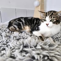 Country ( reservé), chatte à adopter