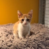 MAURICE (RESERVE) A17556, chat à adopter