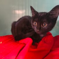 Propo, chat à adopter