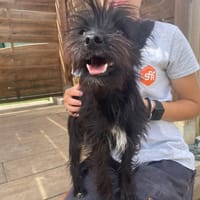 SELMA ( A TROUVE SA FAMILLE), chienne à adopter