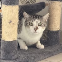 Jade, chatte à adopter