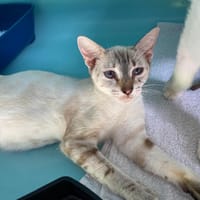 KOMBUCHA, chatte à adopter