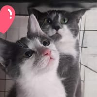 GRISETTE, chatte à adopter
