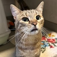MORPHEE, chatte à adopter