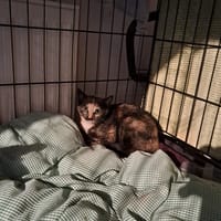 SAKURA, chatte à adopter