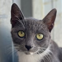 SATURNE, chatte à adopter