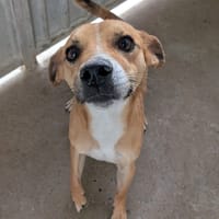 balthazar, chien à adopter