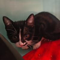 Rhiannon, chatte à adopter