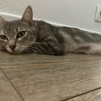 BLANCHE NEIGE, chatte à adopter