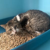ANTEROS, chat à adopter