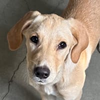 Bonnie [EN COUR D'ADOPTION], chienne à adopter