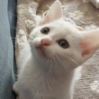 Barry, chat à adopter
