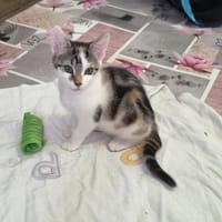 MINA, chatte à adopter