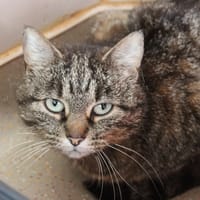 betty, chatte à adopter