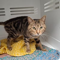 ROYCE, chat à adopter