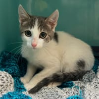 GASOLINE, chat à adopter