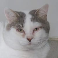 TALOS, chat à adopter