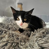 Bueno, chat à adopter