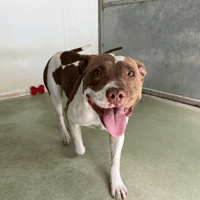 GAILLARDE, chienne à adopter